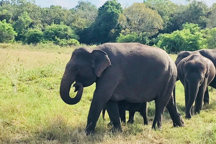 Grown Elephants Providing the Protection for A Baby